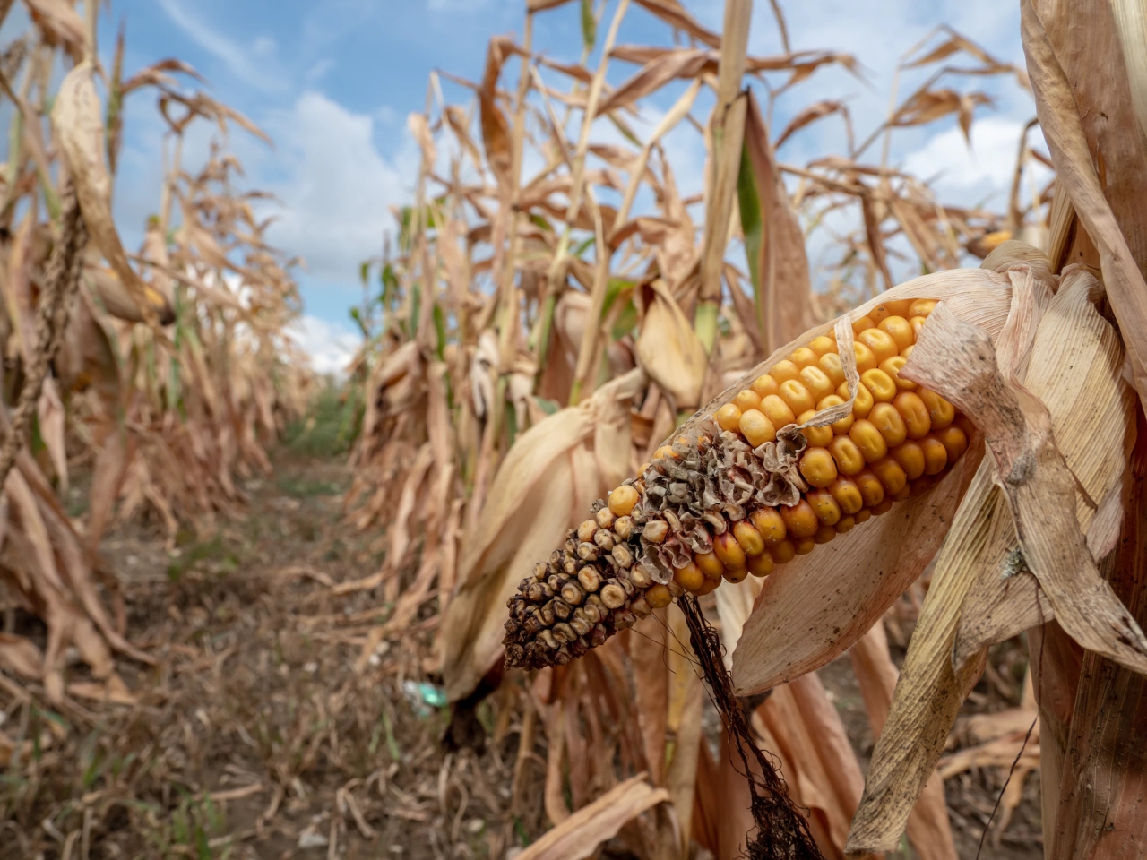 corndrought_bayer_062422