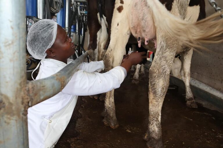 Call to scale up domestic dairy production