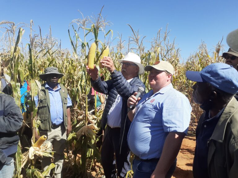Hybrid seeds, a ray of hope for Lesotho farming