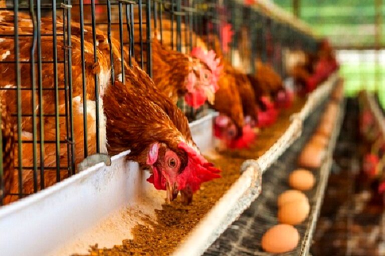 The Chicken Ban Tango: A Tricky Balance for Farmers, Imports, and Government Policies