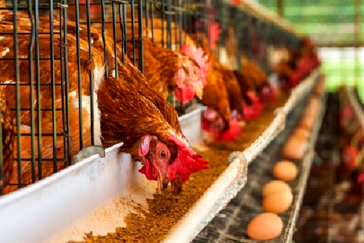 Pg 2 An opportunity for the poultry industry