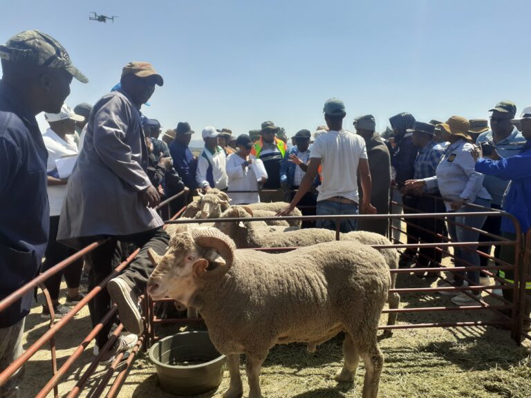 Wool and Mohair program of hope