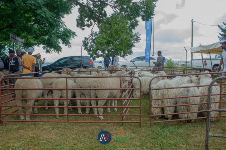 M1, 2 million raised from sheep and ram auction