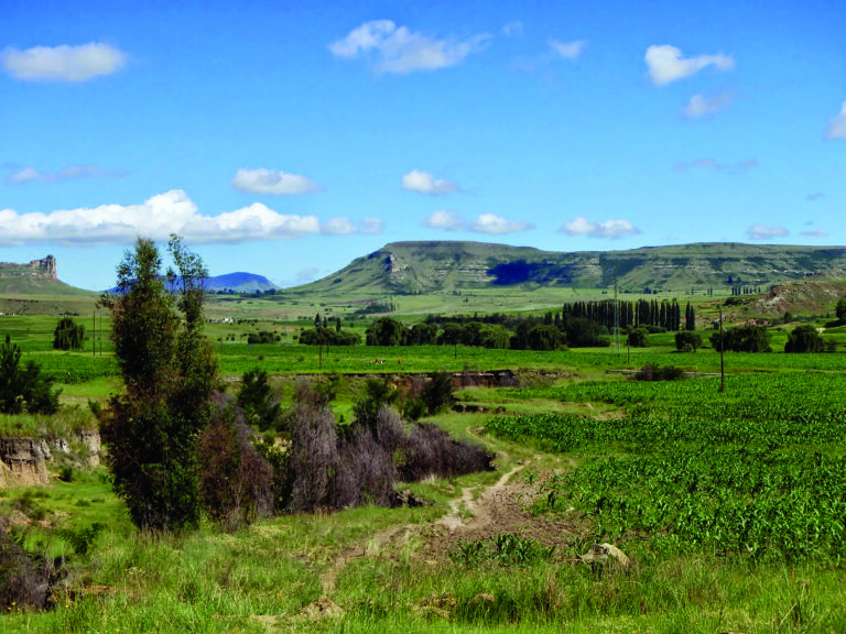 Harnessing the Power of Trees: A Sustainable Solution for Soil Erosion Control in Arable Agriculture