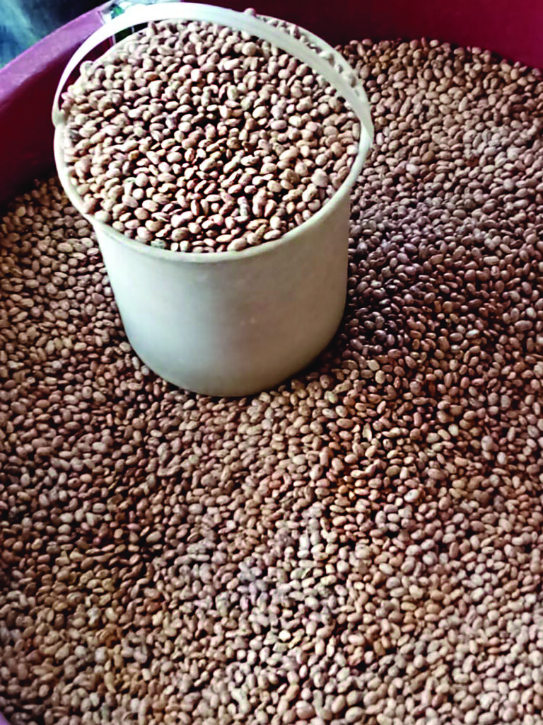 Bean shortage in Lesotho offers opportunity for local farmers