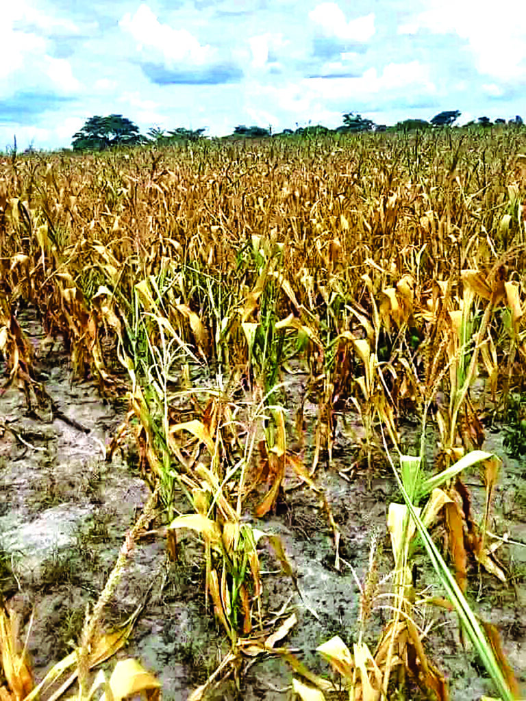 Battling the Devastating Impacts of El Niño: Lesotho Farmers in Crisis