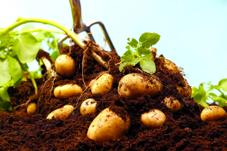 Transformative potato farming workshop sparks economic empowerment 