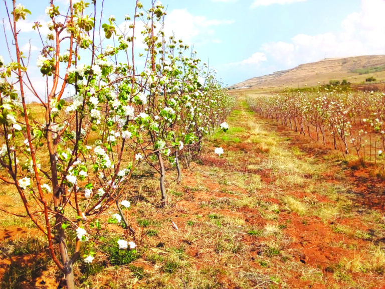 Unlocking the Bounty of Lesotho’s Fruit Trees: Insights from Successful Farmers
