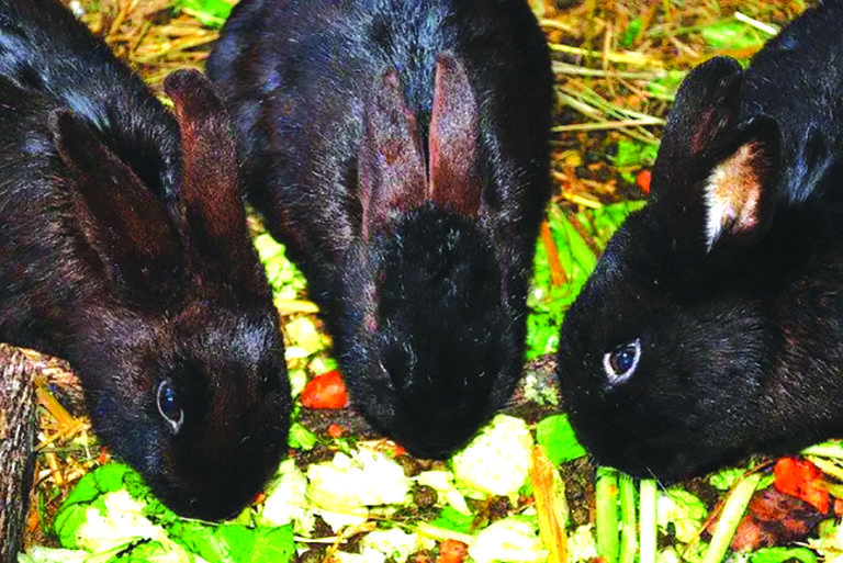Farmer’s guide: How to farm with rabbits
