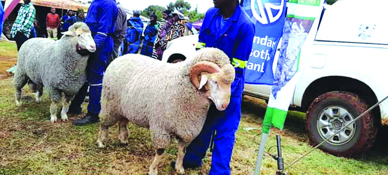 Maseru District Wool and Mohair Prepare for National Agricultural Show