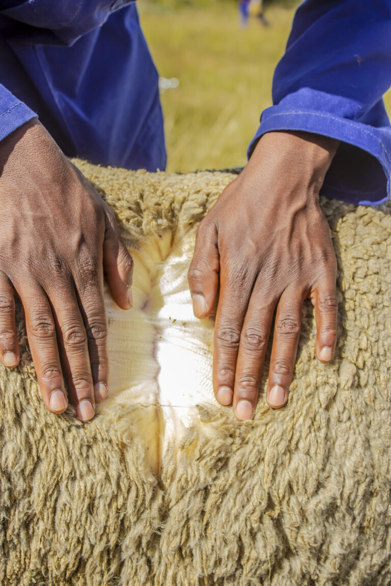 Maseru Triumphs at National Wool and Mohair Growers Competition