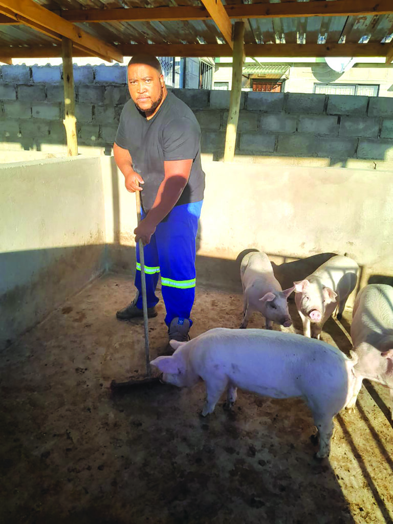 Unleashing the Potential of Pig Farming: A Call to Action