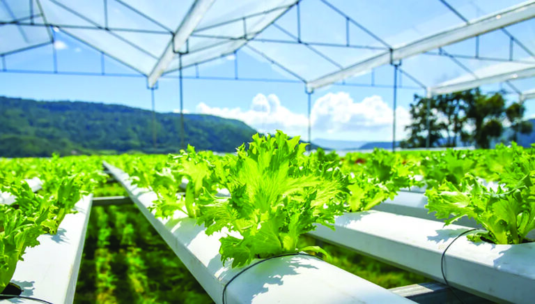 Hydroponics: Here’s what you need to know