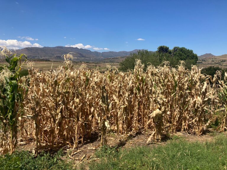 El Niño’s Impacts Threatens Southern Africa’s Food Security