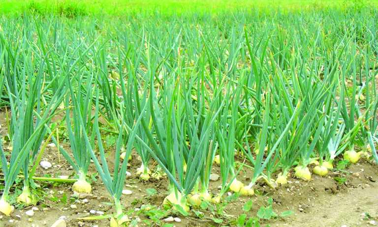 Lesotho’s Onion Harvest Holds Promise for Farmers