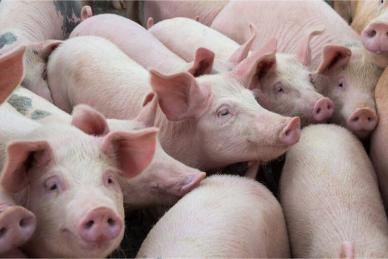 Launch of National Piggery Association to Boost Local Pork Production