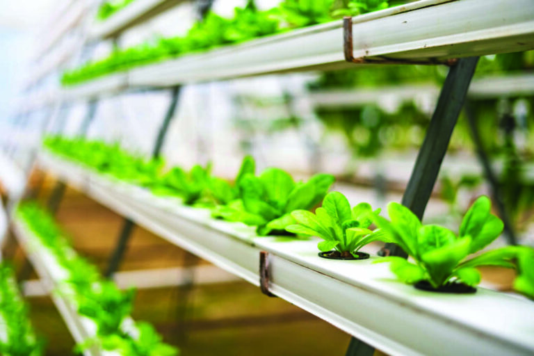 No soil, no problem: A leap into hydroponics