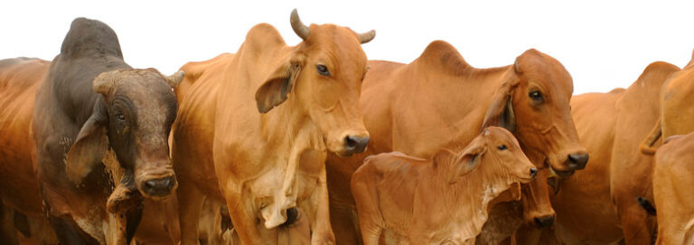 Beef Industry Potential Awakens