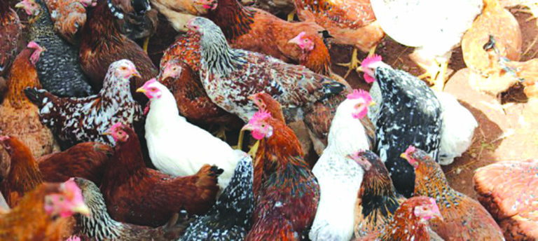 Farmgirls Take Poultry to the Next Level