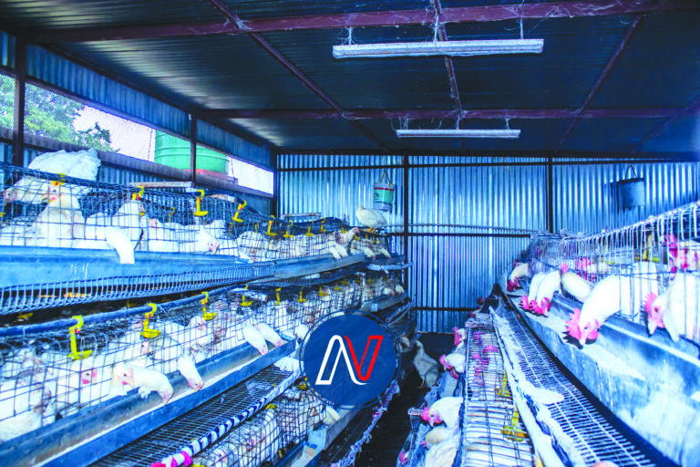 Standard Bank donates 300 chickens and feed to orphanage