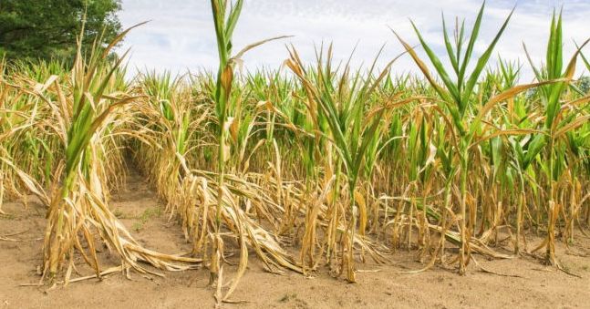 Maize Production