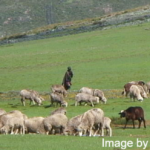 Boys forced to choose livestock over learning