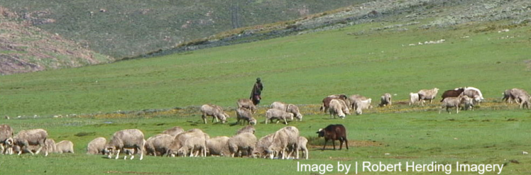 Boys forced to choose livestock over learning