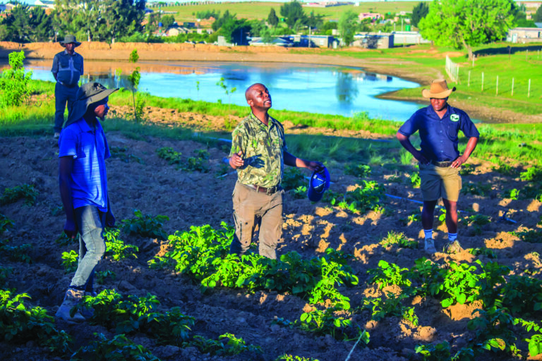 PPP Forges Dominance in Lesotho’s Potato Production