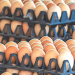 Government to establish egg collection centers