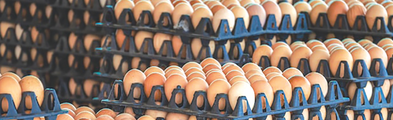 Can local farmers keep egg-ban alive?