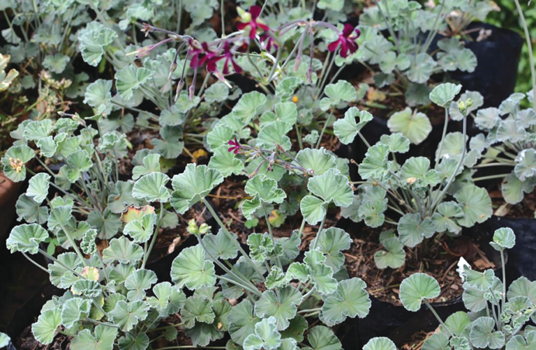 Rose Hip Farm linked to illegal Khoara harvesting