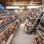 Funding cut leaves Thaba-Tseka farmer stranded Farmer