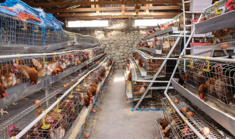 Funding cut leaves Thaba-Tseka farmer stranded