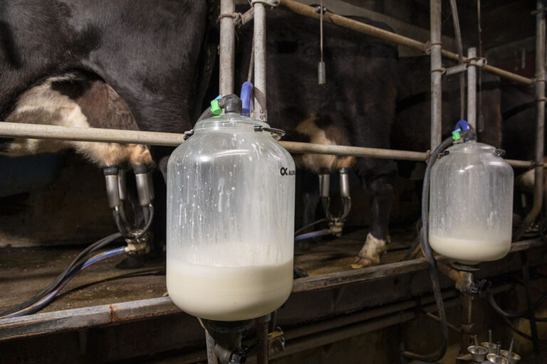 TB from unpasteurised dairy products could infect humans