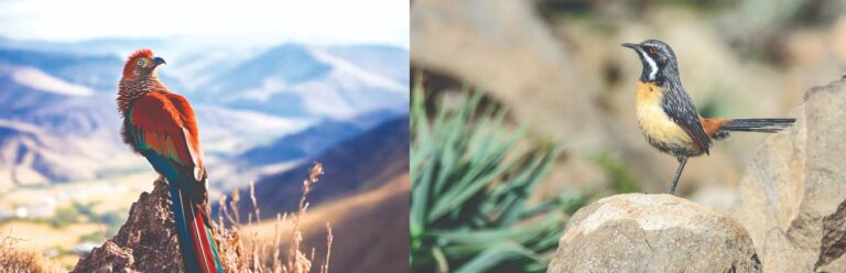 LHDA spearheads Lesotho’s role in regional bird atlas campaign