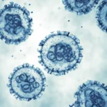 Government urges vigilance following regional Hantavirus scare hm-hantavirus-hero