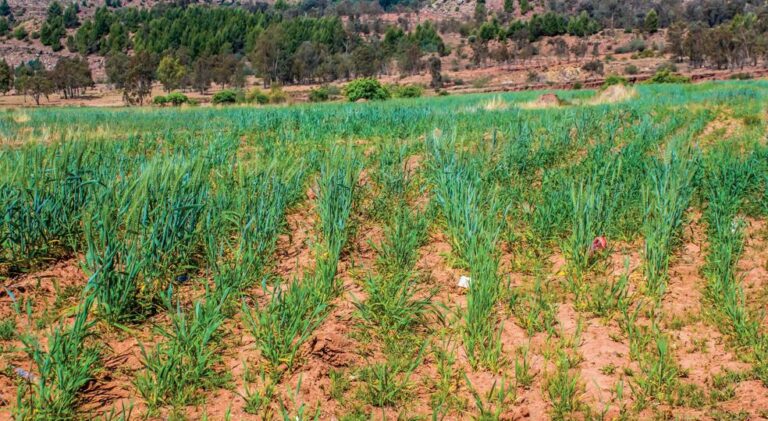 Nearly 500,000 Basotho face food insecurity